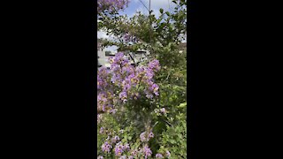 Crepe Myrtles