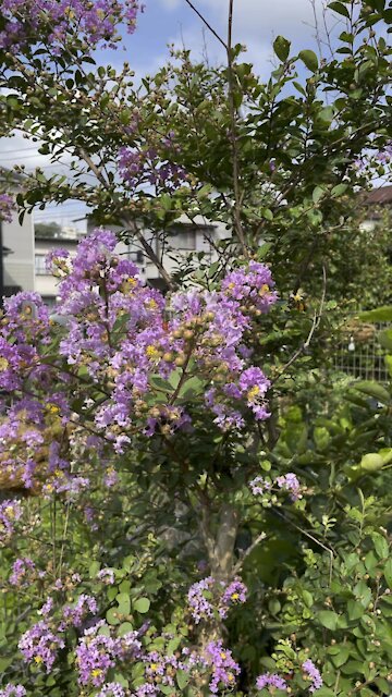 Crepe Myrtles