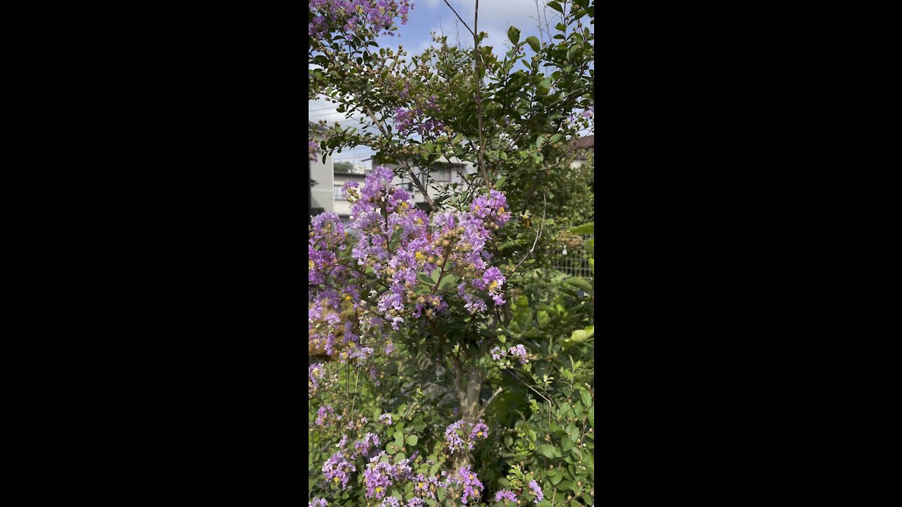 Crepe Myrtles