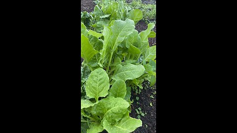 Spinach harvesting #harvest #viralvideo #india