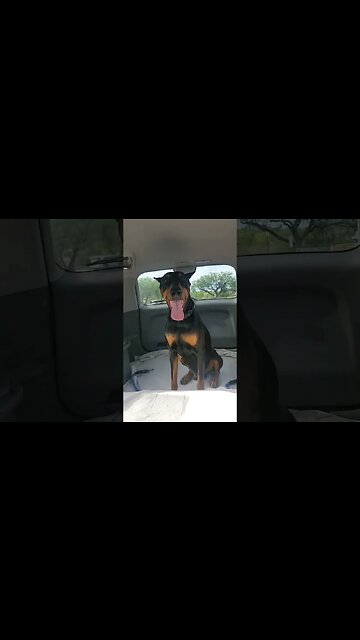 #doberman Happy To Go For a Ride! 🐕🚘❤️ #dobermanlove #dobermanpinscher #dobermanplanet #dobies
