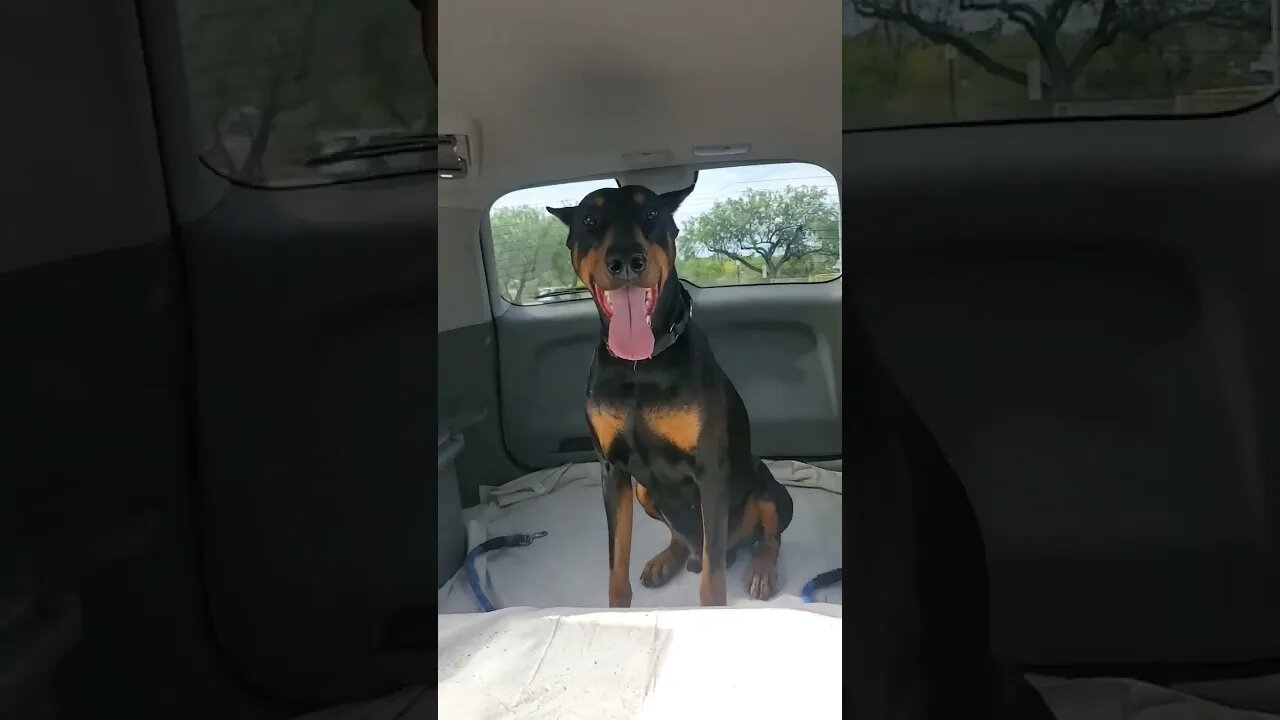 #doberman Happy To Go For a Ride! 🐕🚘❤️ #dobermanlove #dobermanpinscher #dobermanplanet #dobies