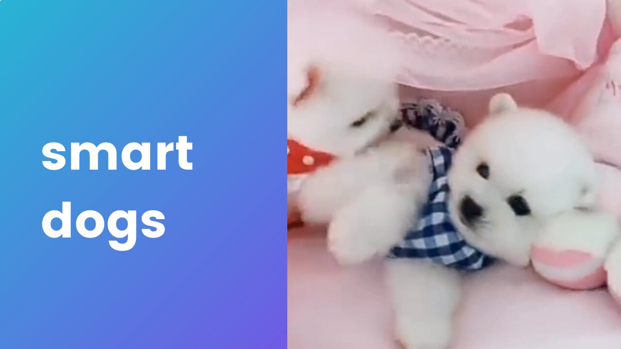 🤩cute funny smart dogs 2021