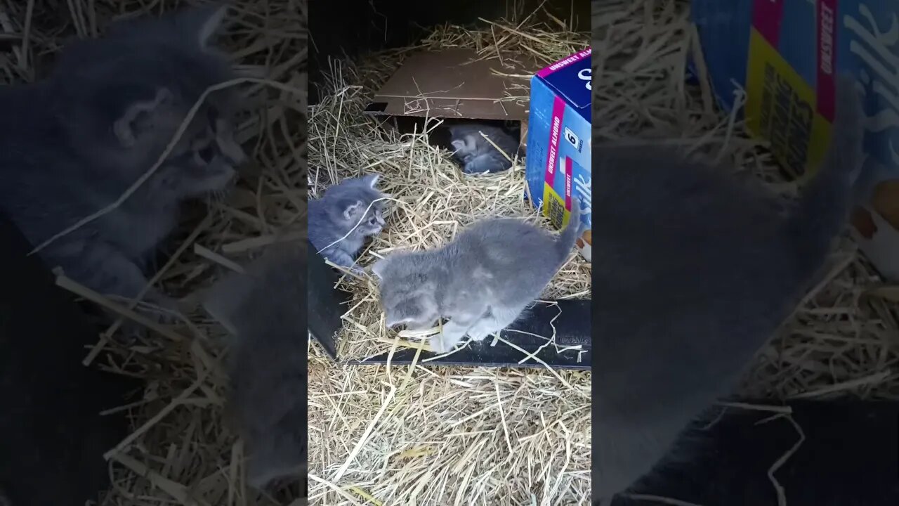 Wild Grass Picks Fight With Innocent Kitteh