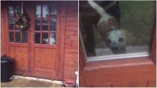 Dog gets locked in shed by mistake