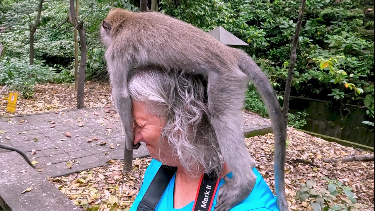 Monkey In Indonesia Pulls Hard On Tourist's Nose