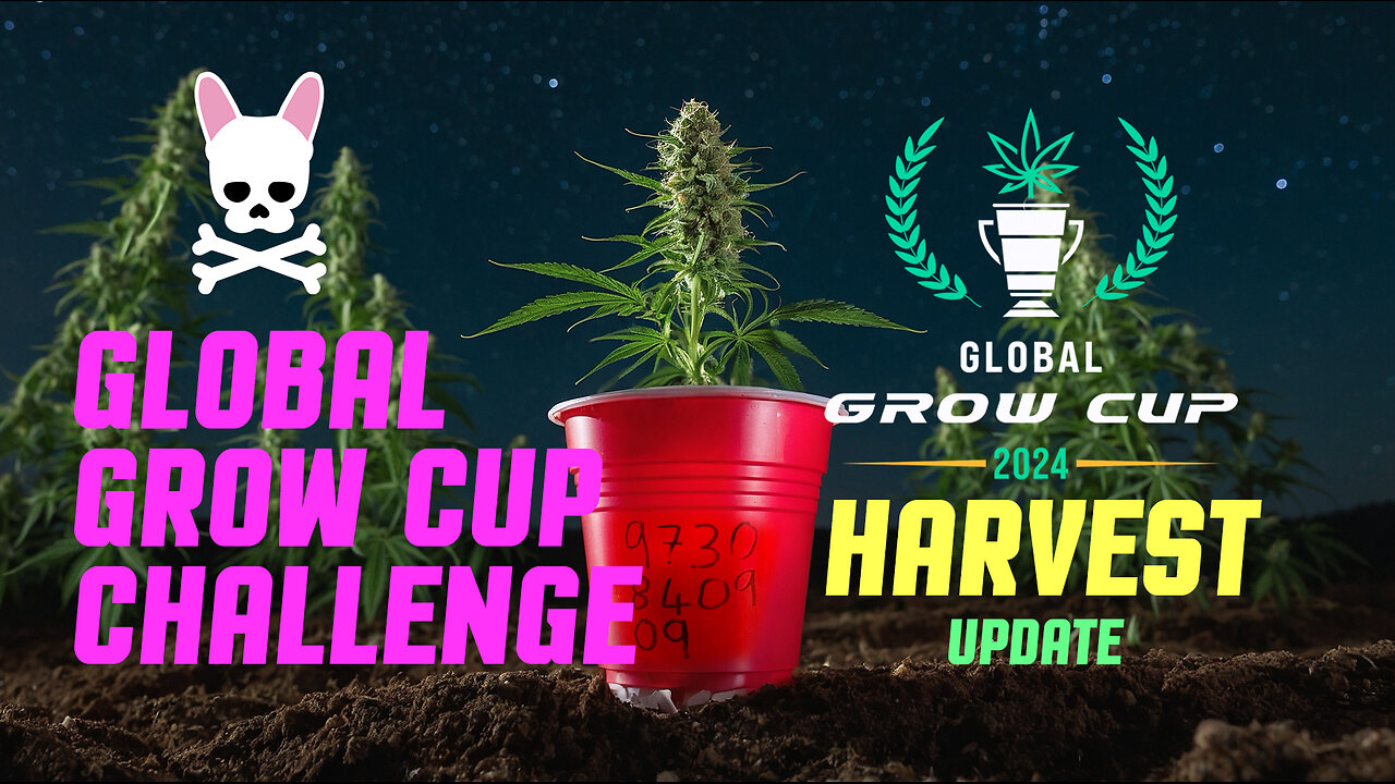 Harvest - Global Grow Cup Challenge 2024 - Spider Farmer SF2000 Complete Grow Tent Kit