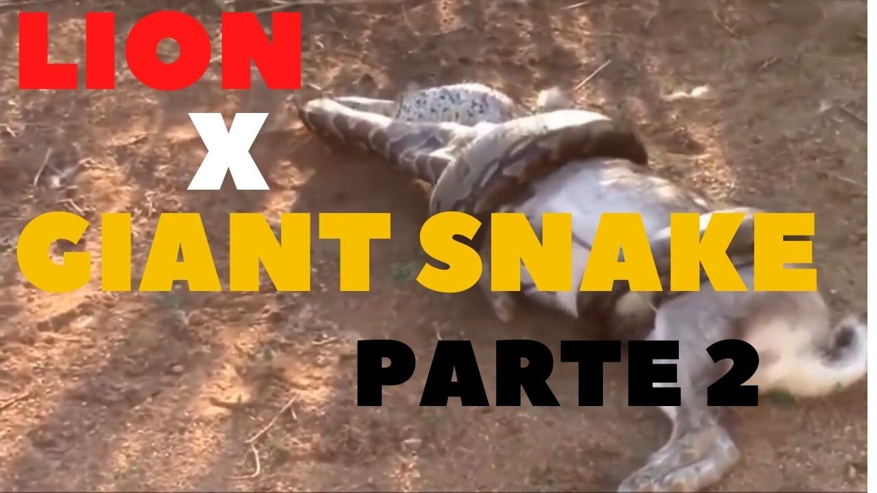 Lion X Giant snake Parte 2