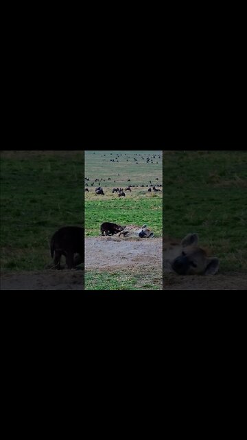 Hyena Den And Migrating Gnus #shorts | #ShortsAfrica
