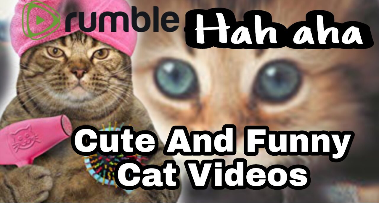 Cute And Funny Cat Videos - Cats Compilation