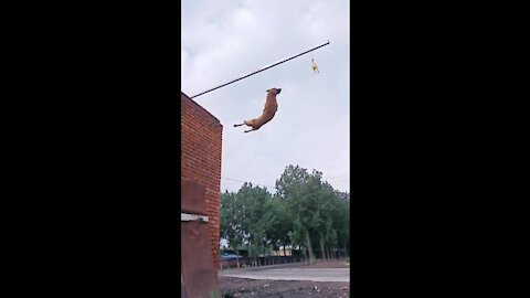 Best dog training awesome video / high jump by dog /training video