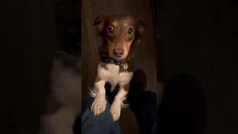 Jumpy Doxie must have dads LOVE ❤️ 💕💙