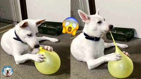 Smart Dog Training Video's 🐶 - dog training tricks 🐕 - Dog Training 🐾 #Dog #shorts