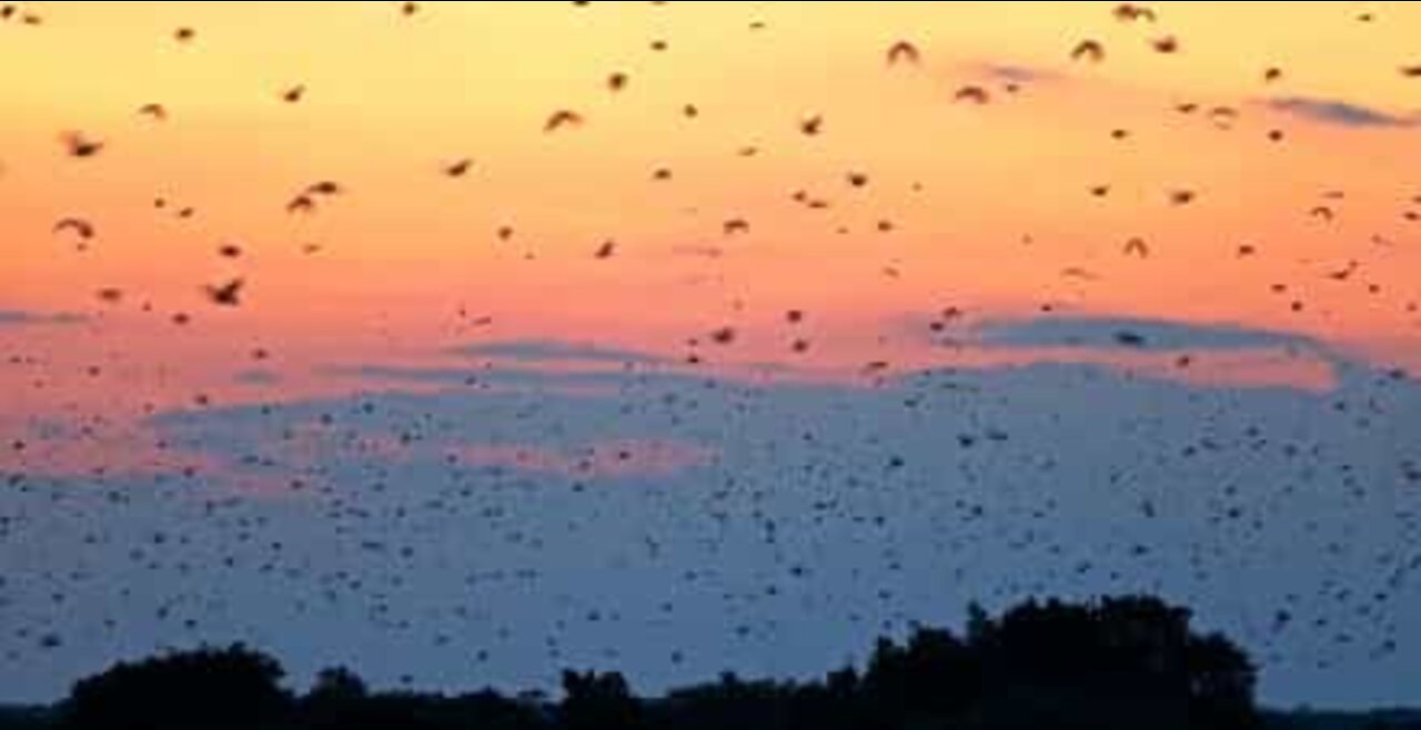 Milhares de morcegos voam ao nascer do sol na África