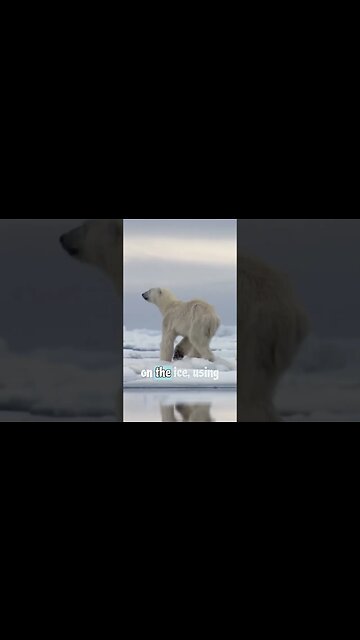 Why Polar Bears are the Most Fearsome Predators