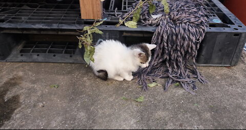 Cat being kicked out of the house.(41day old cat - part3)