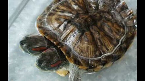 Une tortue à deux têtes filmée à Hong Kong