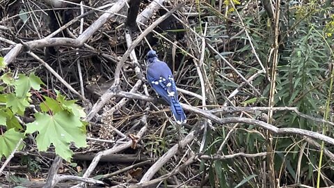 Blue Jay fledgling stopped for a visit