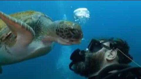 Turtle tries to eat diver's air bubbles