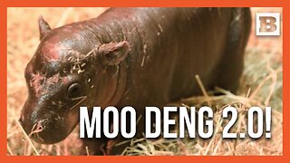 Haggis the Hippo Follows Moo Deng’s Lead as Internet's Latest Viral Sweetheart