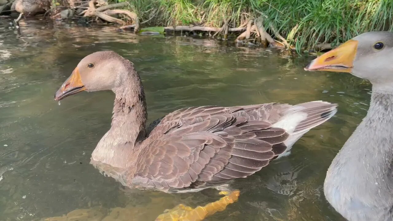 Scuba Ducks 🐥