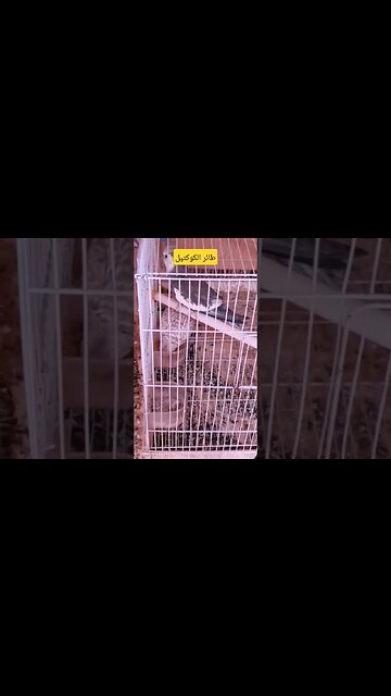 طائر الكوكتيل لاتينو كيوت