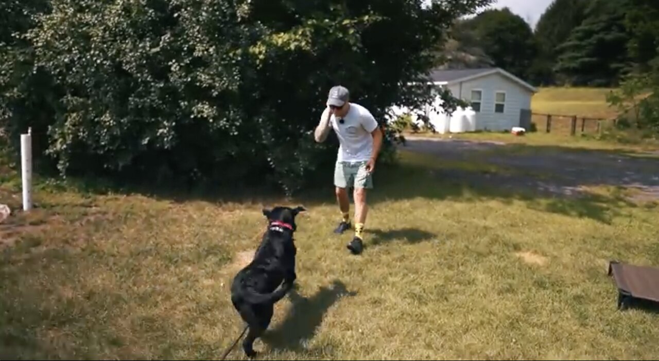 HOW TO SAFELY TRAIN DOGS WITHOUT USING A LEASH!