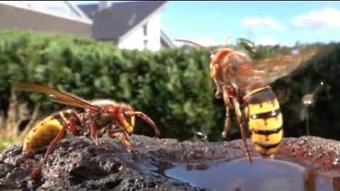 Mesmerizing close-up of wasps in slow motion