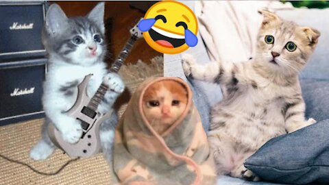 Top funny cat videos of the weekly try not to laugh - funny cat videos can't stop laughing