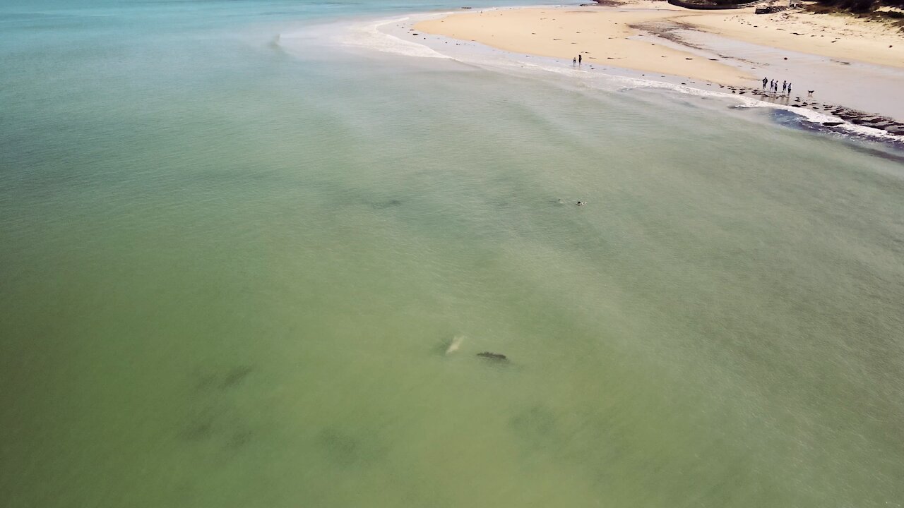 Dolphins playing