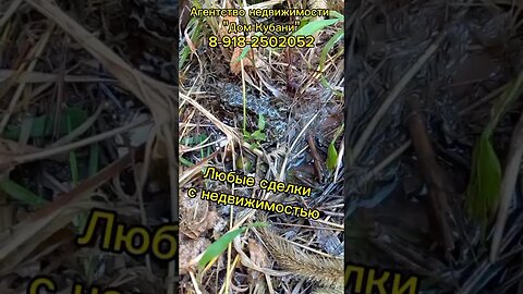 Как лягушки спасаются от жары на Кубани?/ Агентство недвижимости "Дом Кубани"/ Любая недвижимость