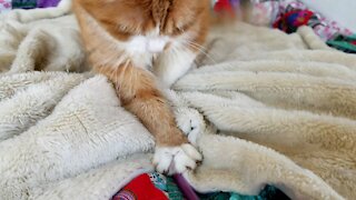 Cute cat fighting undertheblanket monster