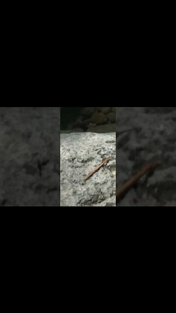 Dragonflies in the River #nasio