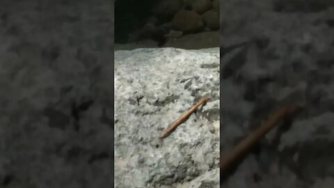 Dragonflies in the River #nasio