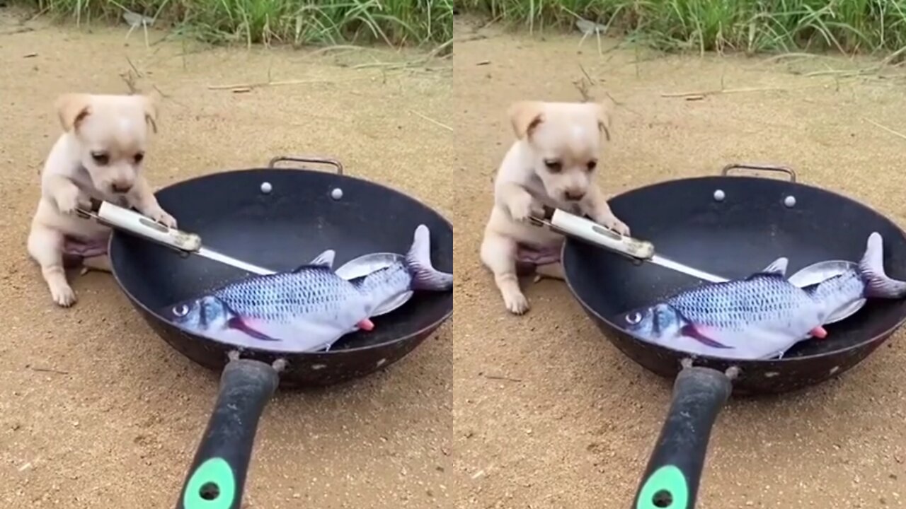 Funny puppy learning to stew fish