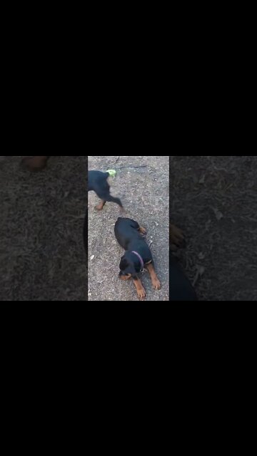 Rottweilers - Faye & Eddie - 15 Weeks
