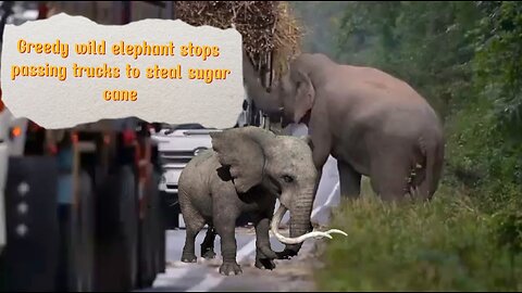 Greedy wild elephant stops passing trucks to steal sugarcane