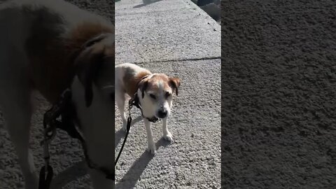 The Story of how my Spain Dog got his Name: A Dog Named Butters