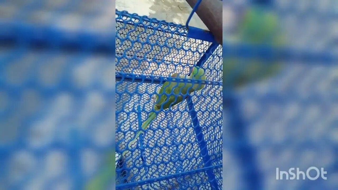 Lovely parrot @Pablo Family