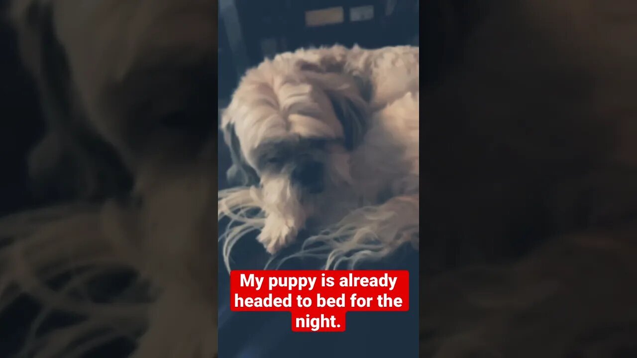 Dream on buddie #puppy #bestfriend #gettingolder #shitzu