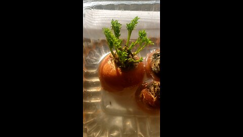 🥕Growing Carrot Tops 🥕