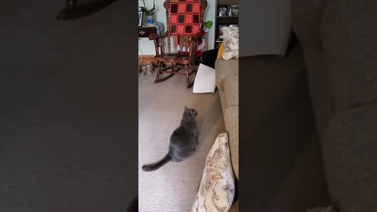 bad #cat #kitty