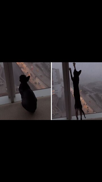 Cat Mesmerized By Heavy Raindrops On The Window