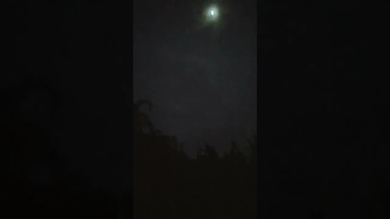 Canário da terra cantando de madrugada com as râ