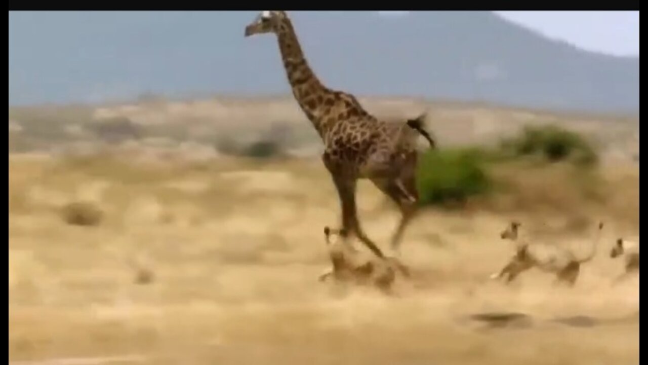 Amazing Hunting - Lions Vs Giraffe - Lion Hunting Fail