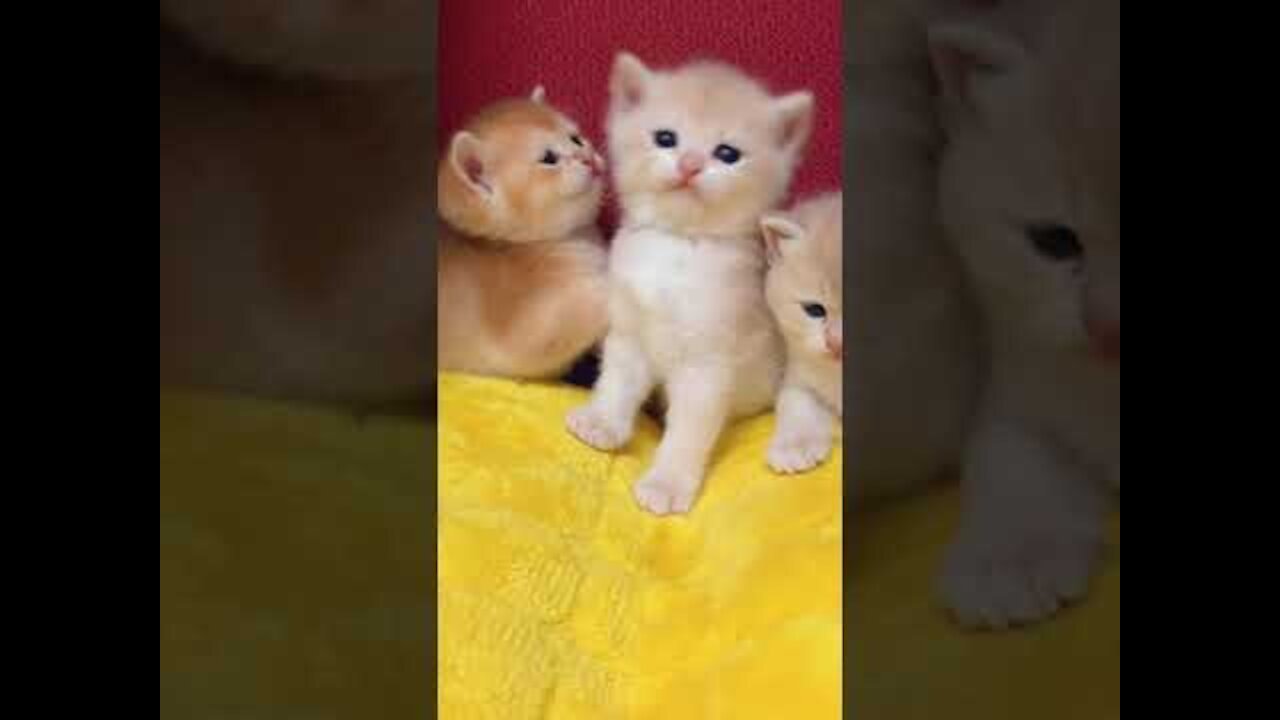 Cute And Funny Pets Try Not To Laugh To These Pets Compilation 10 @anupctg