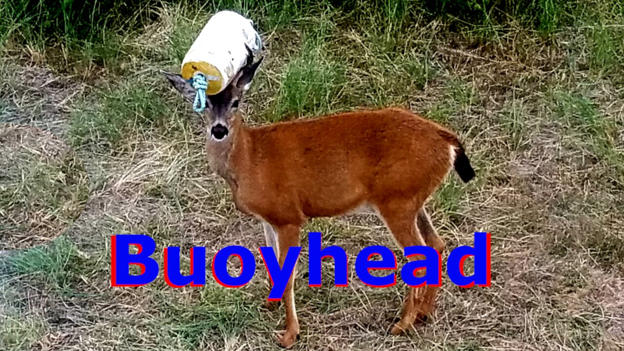 Bouyhead