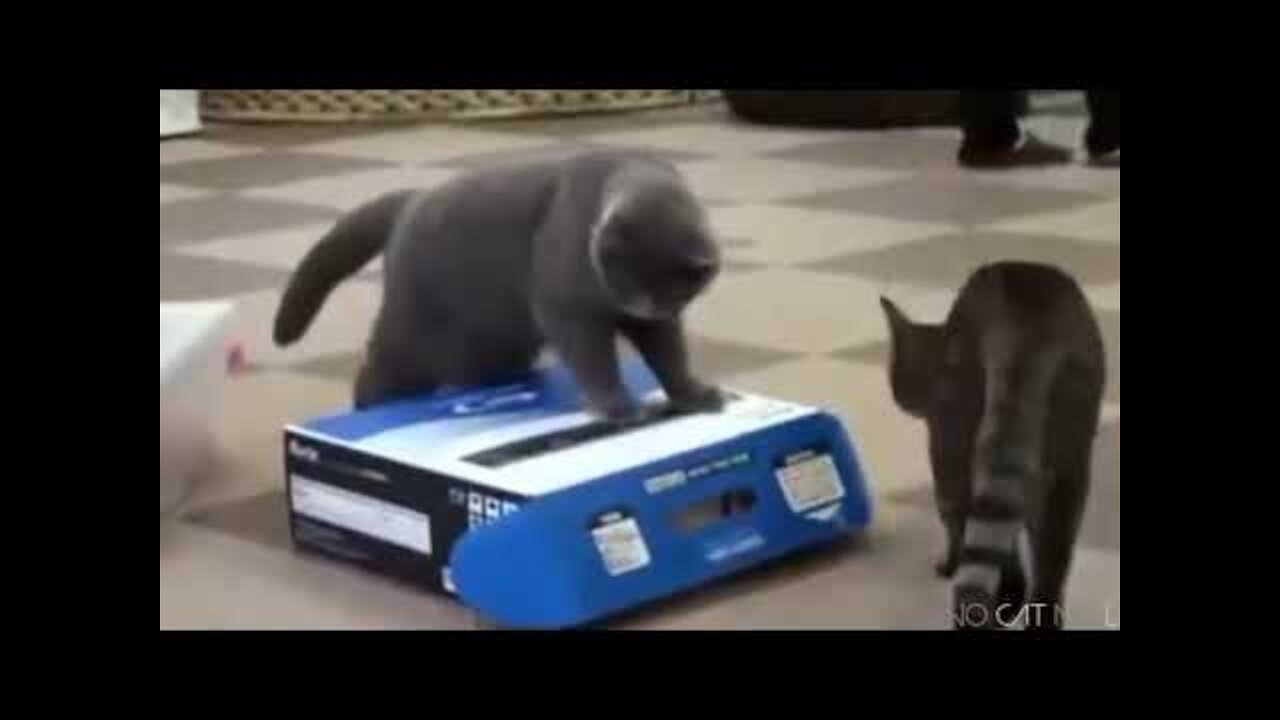 top 20 funny animals video video compilation