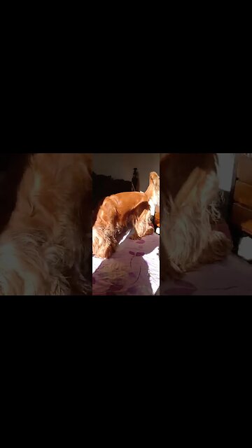 #dogshow, #amimals, #dogs, #shorts