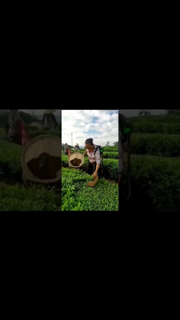 Amazing Shorts for entertainment 😜 #shorts Amazing Shorts 🤩 #shorts (1)